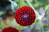 Jardin de Henriette. Image: Anthony Bellingan, Webmidi, Puy L'Eveque